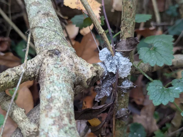 Older Didymium spongiosum aethalium. 