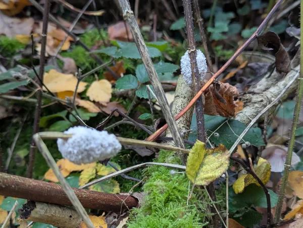 More young white Didymium spongiosum aethalia forming around stems.
