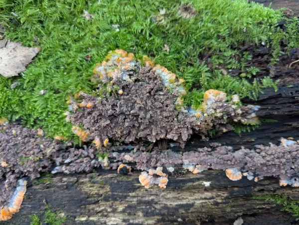 Close-up of the smaller Phlebia radiata body growing into the moss.