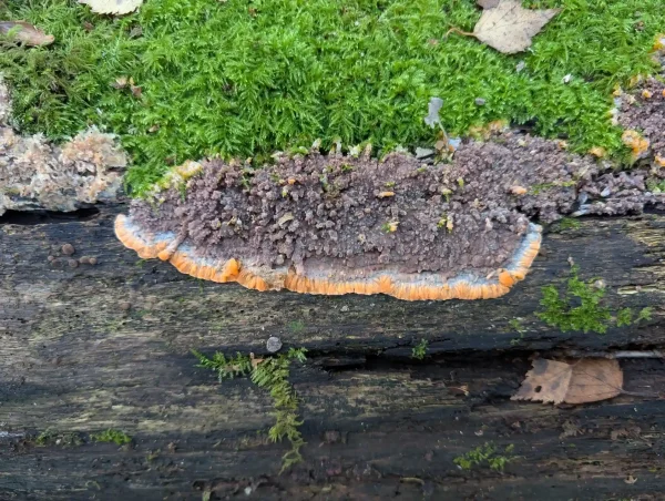Close-up of one of the Phlebia radiata bodies growing away from the moss.