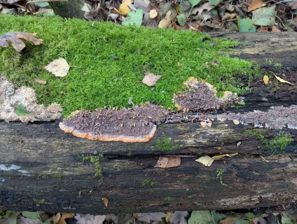 Phlebia radiata with an intricately bumpy, vinaceous-grey surface and an apricot-orange and greyish-white leading edge, growing on decaying wood next to moss.
