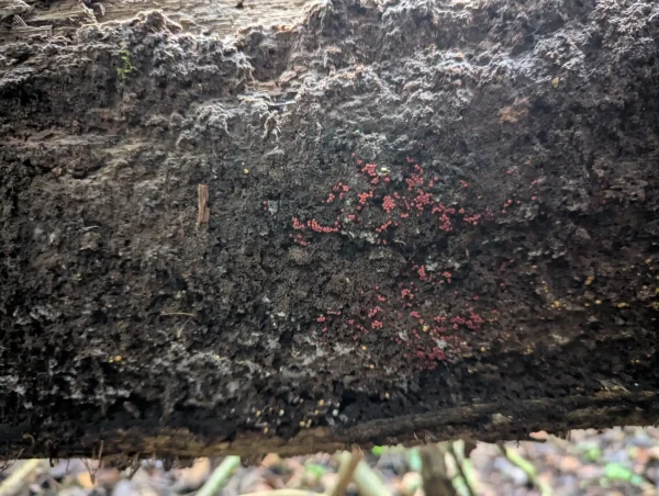 Side view of a decaying trunk with scattered groups of pinkish-red slime mould sporangia.