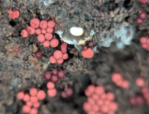Close-up of another group of matte pale coral (and some wine-red) globular sporothecae.