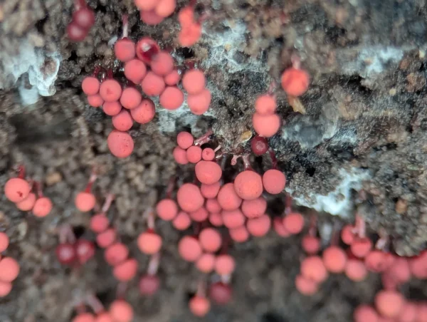 Close-up of a group of matte pale coral (and some wine-red) globular sporothecae.