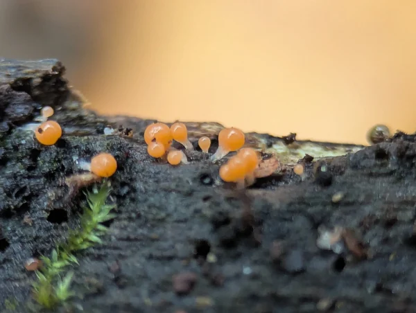 Close-up of the Hemitrichia decipiens sporangia showing translucent white stalks.