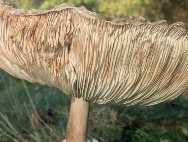 Close-up side view of the shaggy parasol's cream and light brown gill structure.