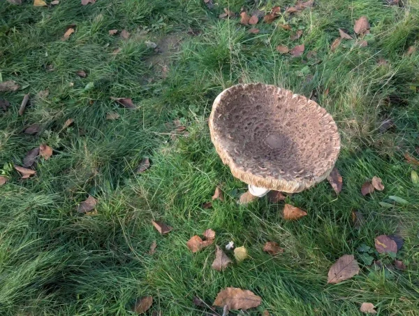 Top view of the shaggy parasol. The cap is distinctly depressed, revealing its brownish scales and lighter-colored margin. Scattered leaves are visible on the surrounding grass.