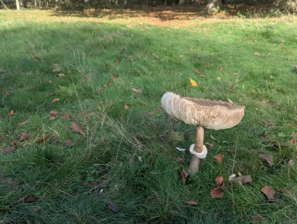 Side view of a large shaggy parasol mushroom growing in a grassy area. The cap is upturned showing its cream and light brown gills. There is a prominent cream ring on its thick, pale-brown stem.