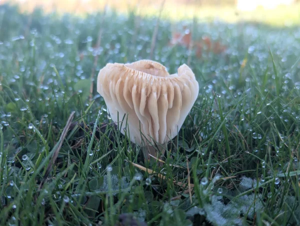 A close-up side view of a pale, creamy-white meadow waxcap, showing its prominent gills. The mushroom is growing in green grass covered with morning dew.