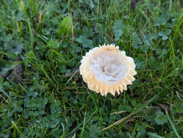 Close-up top view of the same pale, creamy-white meadow waxcap mushroom, showing its deeply umbilicate cap with a perimeter of its prominent gills.