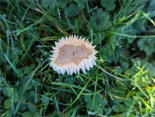 Close-up top view of another pale, creamy-white meadow waxcap mushroom, showing its deeply umbilicate cap with a perimeter of its prominent gills.