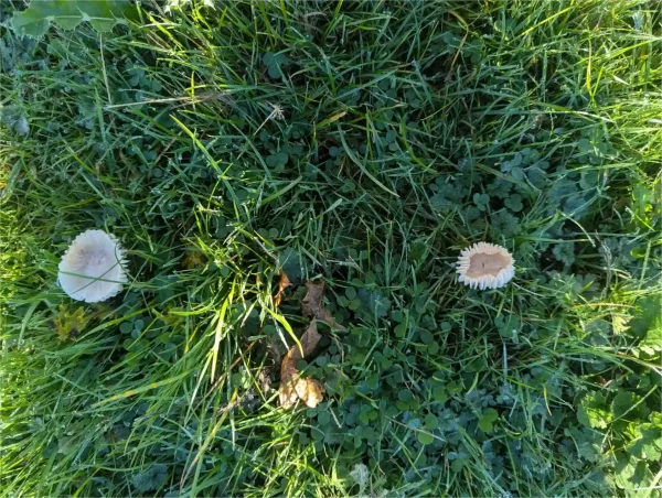 Close-up, top views of two pale, creamy-white meadow waxcap mushrooms growing near to each other in green grass covered with morning dew drops.