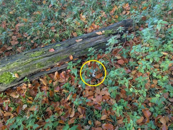 Woodland floor covered in brown beech leaves and green ground vegetation, with a decaying section of trunk on the ground. A yellow circle highlights white, Didymium spongiosum slime mould growing on the ground.