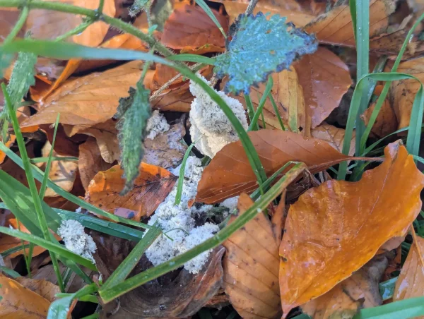 Close-up view of the white Didymium spongiosum aethalia growing around blades of grass, among brown beech leaves.