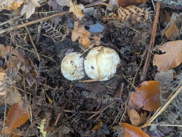 A top view of two white common stinkhorn eggs emerging from a bed of decaying leaves. One egg has cracked open at the top, revealing the gelatinous developing gleba inside.