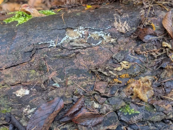 Section of a downed tree trunk, with Trichia varia sporangia clustered along the edges of fissures in the bark.
