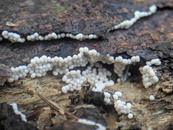 Close-up of numerous globular, white Trichia varia sporangia clustered together along fissures in the bark.