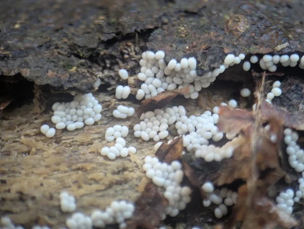 Close-up of another cluster of globular, white Trichia varia sporangia.