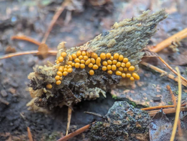 Cluster of globular, curry-yellow Trichia varia sporangia on a fragment of wood.