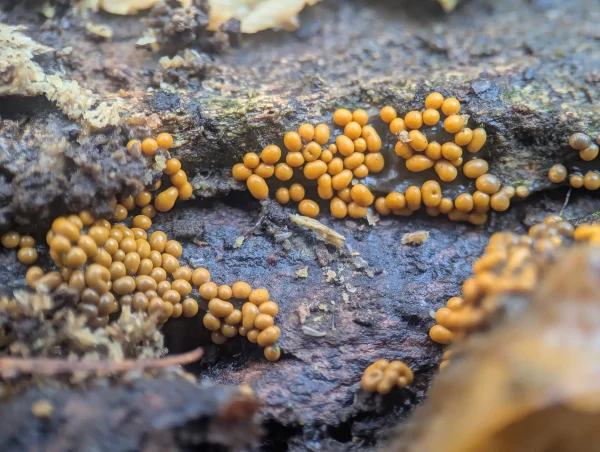 Close-up of numerous globular, curry-yellow Trichia varia sporangia clustered together along fissures in the bark.