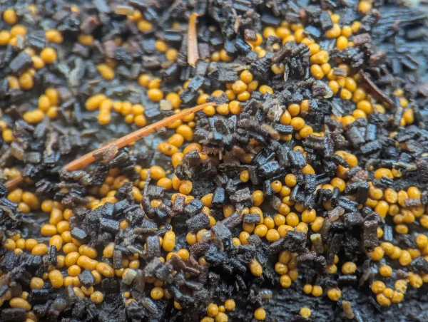 Close-up view of numerous globular, curry-yellow Trichia varia sporangia scattered within a matrix of small wood fragments.
