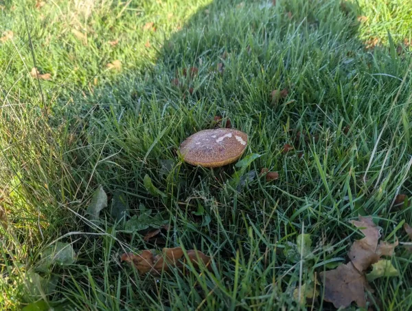 Blue-foot bolete mushroom growing in green grass covered with morning dew. The mushroom has a crazed brownish cap revealing the flesh below the cap skin.