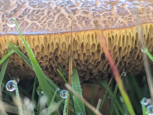 Close-up side view of the blue-foot bolete mushroom showing its pale orange-yellow, honeycomb-like pore surface. Blades of grass and dew drops are visible in the foreground.