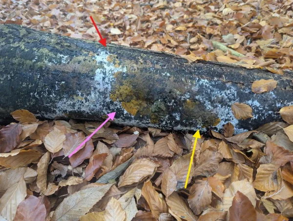 A section of decaying trunk on a bed of fallen golden beech leaves. Arrows point to different sections of a sprawling phaneroplasmodial slime mould growing on the bark.
