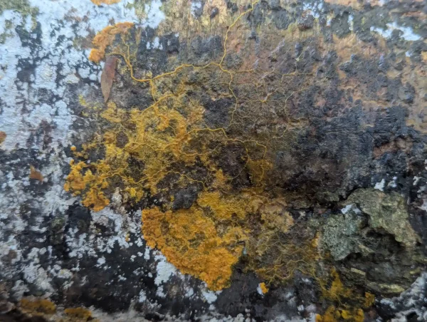 Close-up of one of the sections of the phaneroplasmodium characterised by a curry-yellow advancing fan-shaped feeding edge and a trailing network of veins.