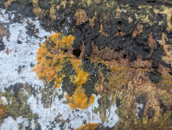 Close-up of another section of the phaneroplasmodium.