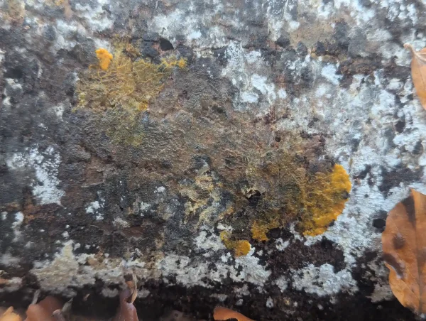 Close-up of a third section of the phaneroplasmodium