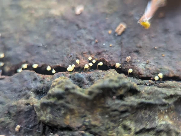 Stalked sporangia along a fissure in wood.