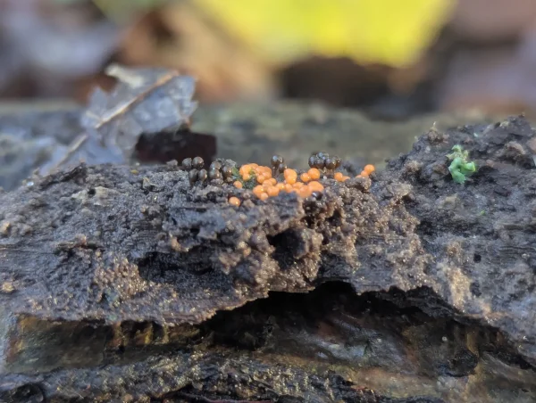 Another cluster of Hemitrichia decipiens sporangia on damp wood; some of the sporangia have deep olive sporotheca.