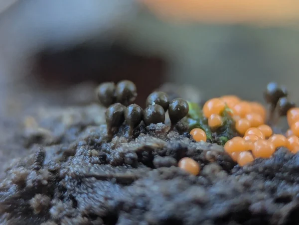 Close-up of another small group of deep olive Hemitrichia decipiens sporangia.