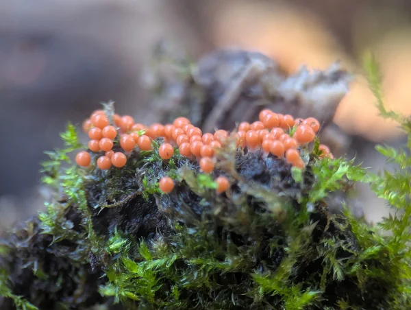 Cluster of deep peach Hemitrichia decipiens sporotheca with translucent white stalks growing on a damp mossy wood fragment.
