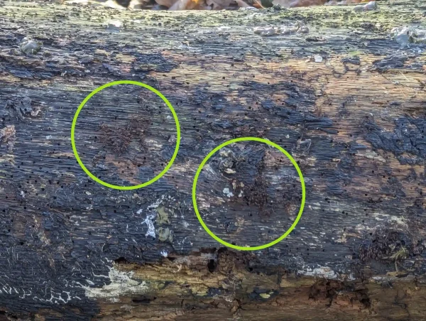 Decaying trunk with two clusters of possible Stemonitopsis typhina sporangia (circled).