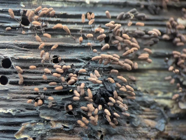 Clusters of pale matte brown, cylindrical sporothecae on delicate black stalks growing from weathered wood.