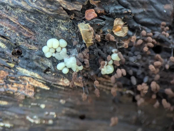 Adjacent the Stemonitopsis typhina like sporangia, some small sub-translucent, cream-coloured plasmodial primordia.