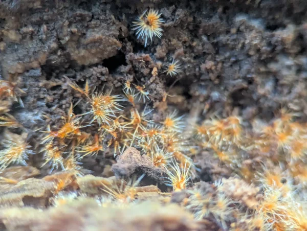 Close-up view of the ozonium of Coprinellus domesticus. The structures are clusters of brownish-orange formations with white spikes growing on a decomposed woody substrate.