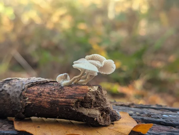 Close-up of a small cluster of pale, delicate mushrooms growing on a broken stick. The background features soft focus autumn colours.