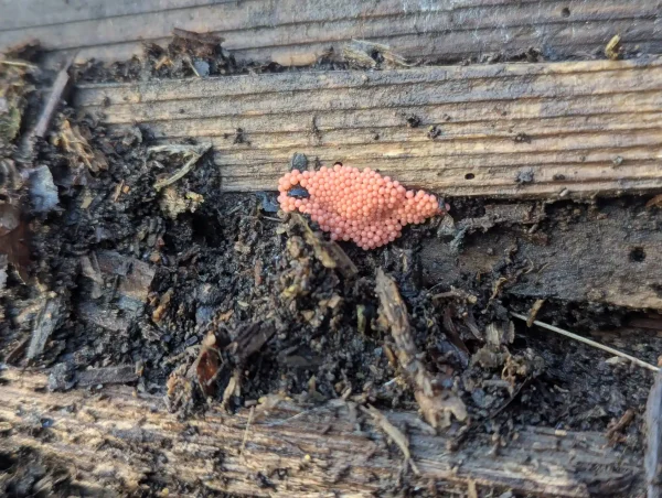 Close-up of the Heterotrichia ferruginea sporangial cluster.