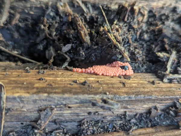 Side-on view of the likely Heterotrichia ferruginea sporangial cluster.