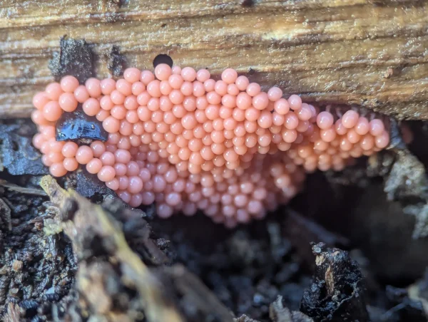 Closer view of the likely Heterotrichia ferruginea sporangial cluster.