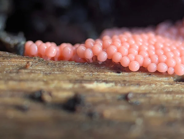 Close-up side-on view of the sporangia showing the stalks.