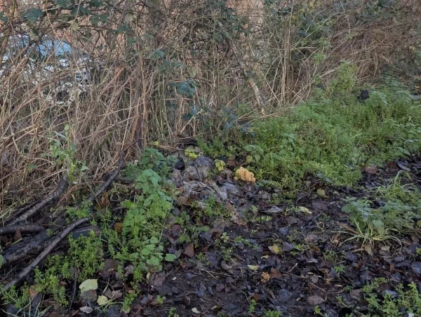 Likely Ramaria stricta fruiting body at the allotment.