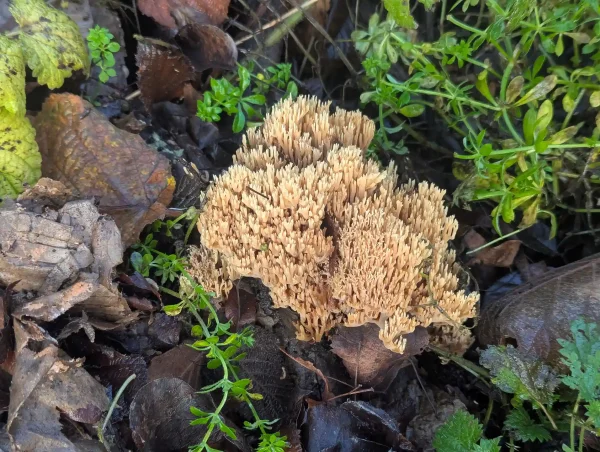 Close-up view of the likely Ramaria stricta fruiting body.