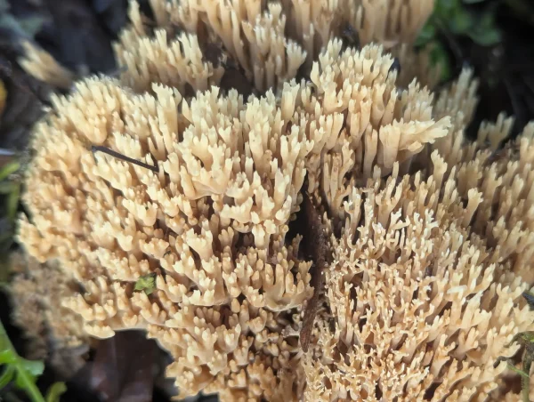 Closer view of the likely Ramaria stricta fruiting body.