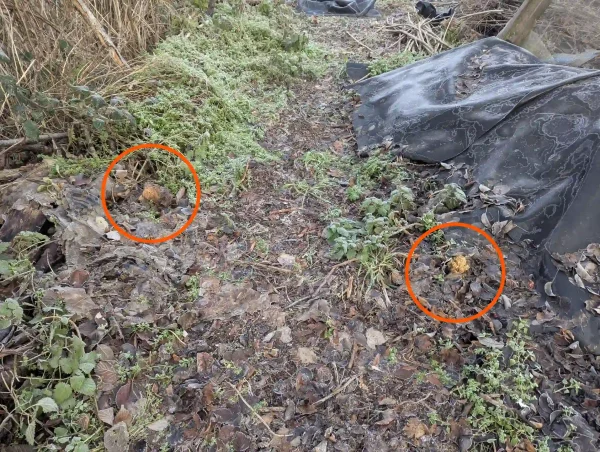 Two likely Ramaria stricta fruiting bodies at the allotment.