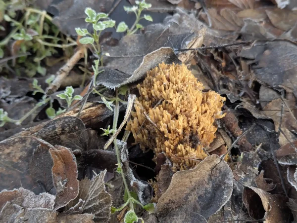 Close-up view of the second likely Ramaria stricta fruiting body.