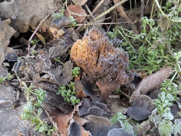 Close-up view of the first likely Ramaria stricta fruiting body.